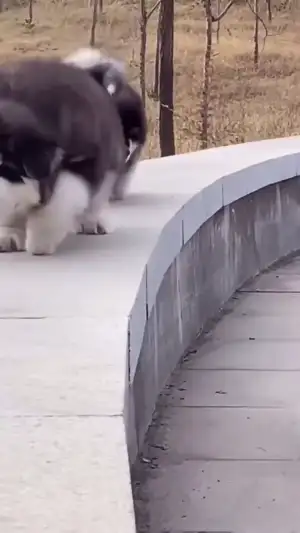 Dog Parenting fun Games